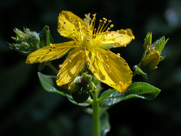 Hypericum perforatum - Perforate St Johns-wort -- Discover ...