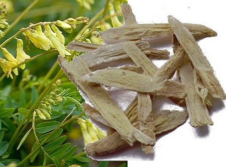 L’ASTRAGALO TI AIUTA A RECUPERARE ENERGIA (Astragalus ...